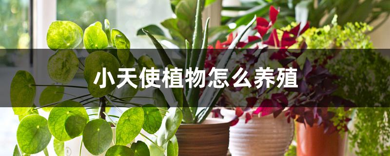 小天使植物怎么养殖