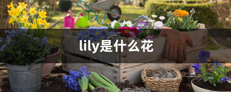 lily是什么花