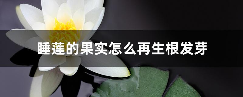 睡莲的果实怎么再生根发芽