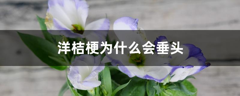 洋桔梗为什么会垂头