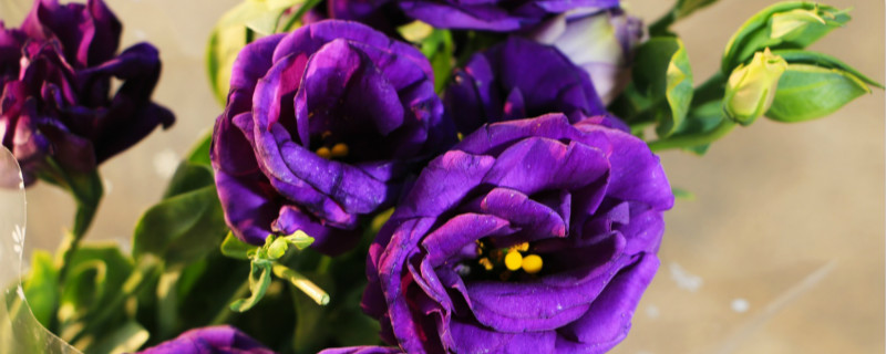 紫色洋桔梗花语是什么