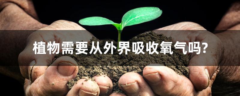 植物需要从外界吸收氧气吗?