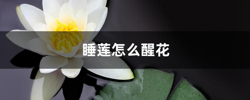 睡莲怎么醒花