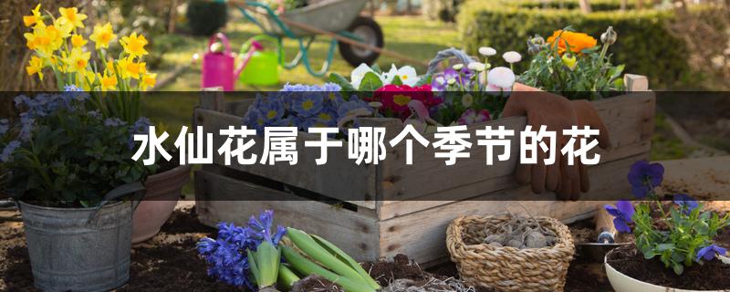 水仙花属于哪个季节的花 花百科