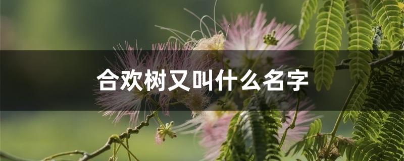 合欢树又叫什么名字