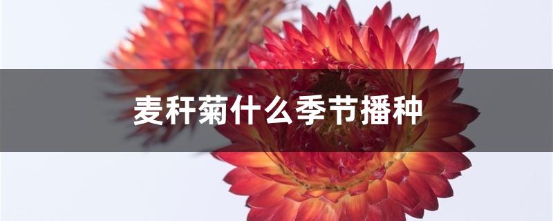 麦秆菊什么季节播种