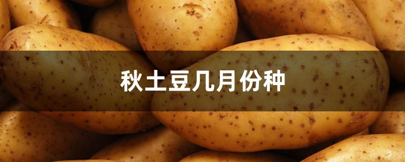 秋土豆几月份种