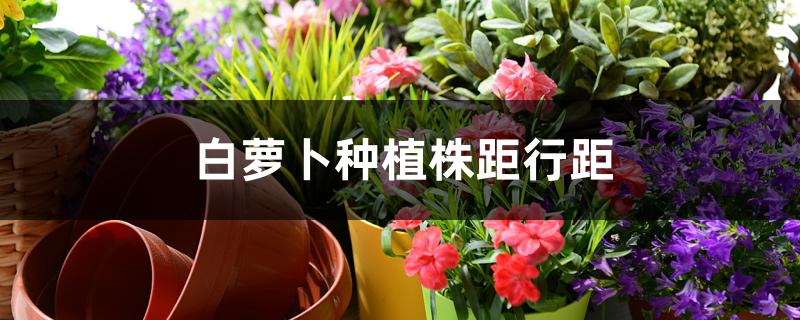 白萝卜种植株距行距