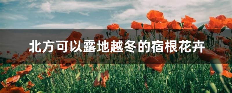 北方可以露地越冬的宿根花卉