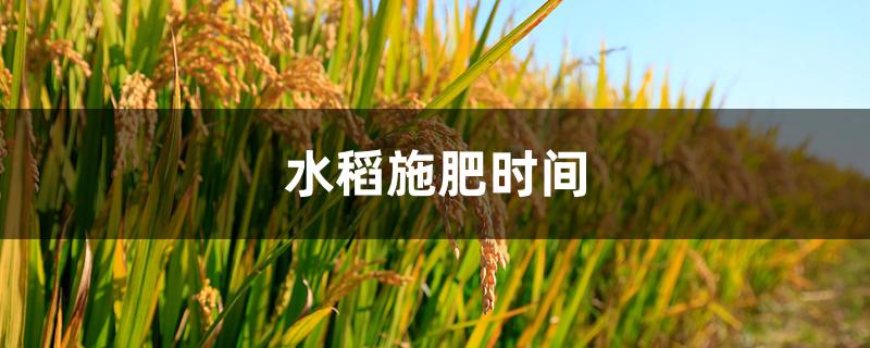 水稻施肥时间