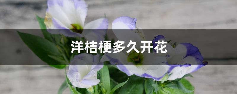 洋桔梗多久开花