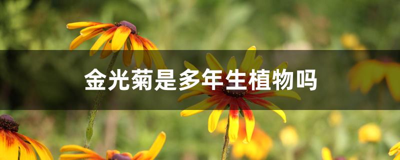金光菊是多年生植物吗
