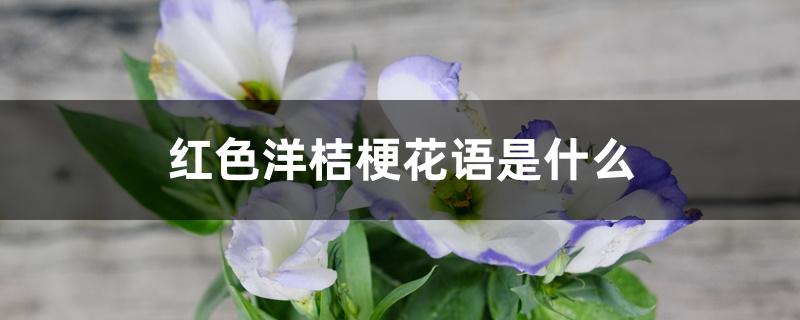 红色洋桔梗花语是什么