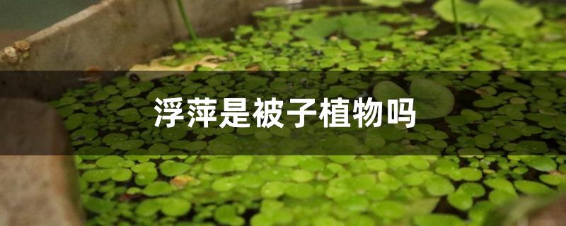 浮萍是被子植物吗