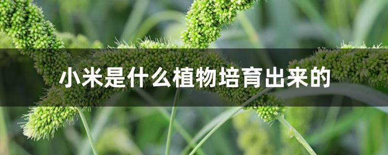 小米是什么植物培育出来的