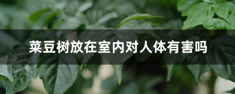 菜豆树放在室内对人体有害吗