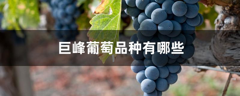 巨峰葡萄品种有哪些