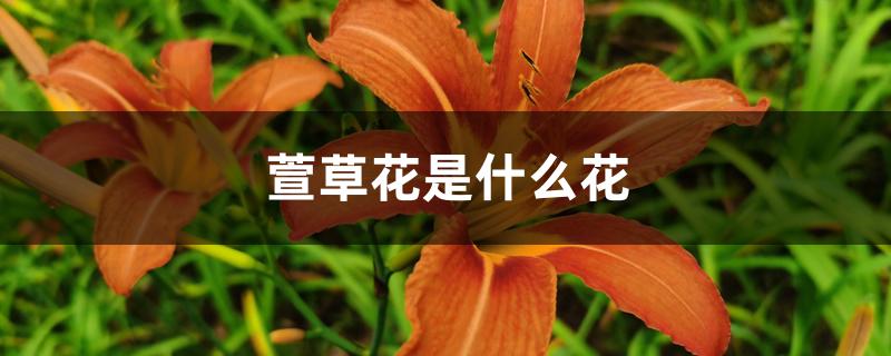 萱草花是什么花