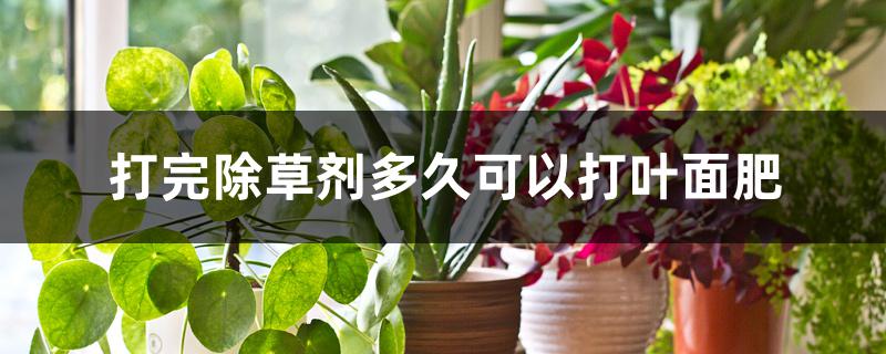 打完除草剂多久可以打叶面肥