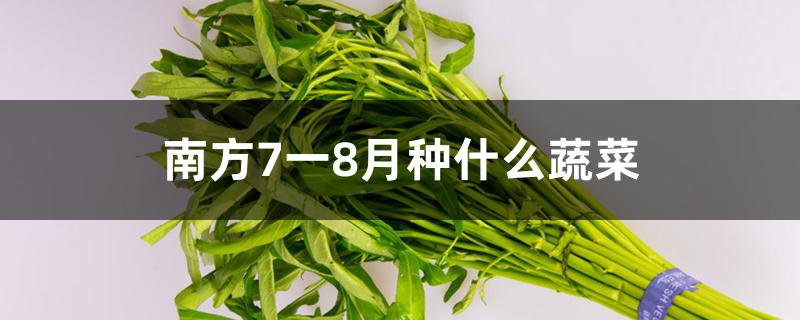 南方7一8月种什么蔬菜