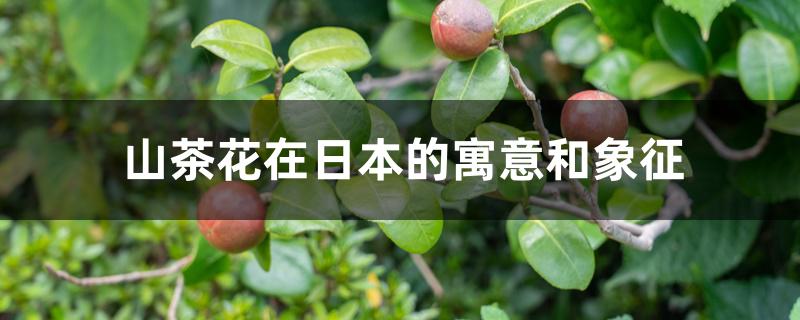 山茶花在日本的寓意和象征