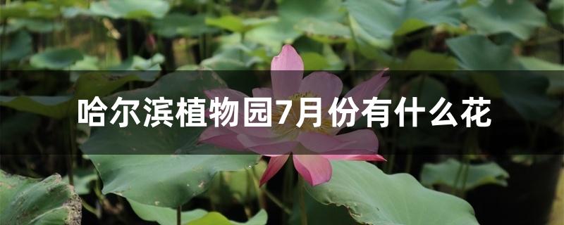 哈尔滨植物园7月份有什么花