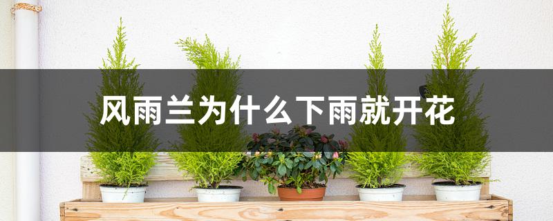 风雨兰为什么下雨就开花