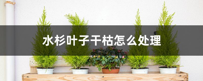 水杉叶子干枯怎么处理