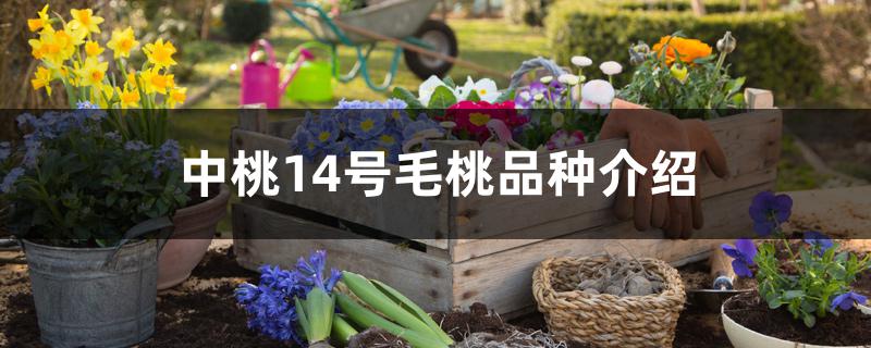 中桃14号毛桃品种介绍