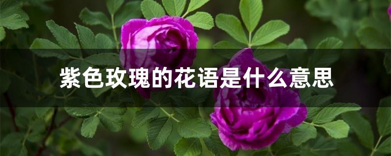紫色玫瑰的花语是什么意思 花百科
