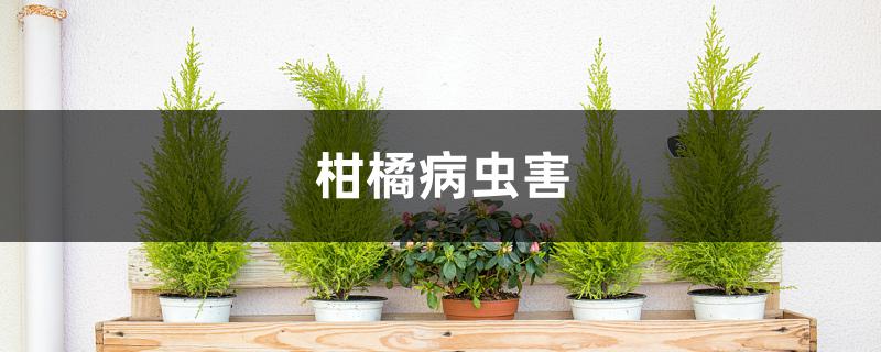 柑橘病虫害