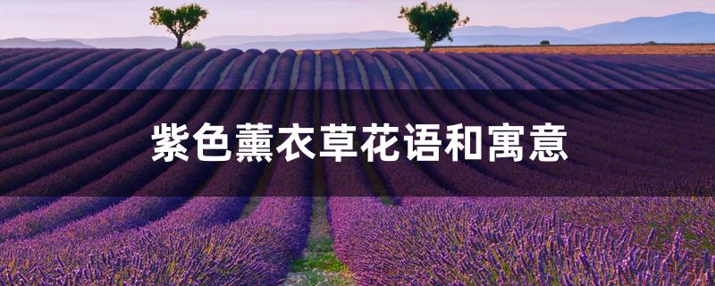 紫色薰衣草花语和寓意