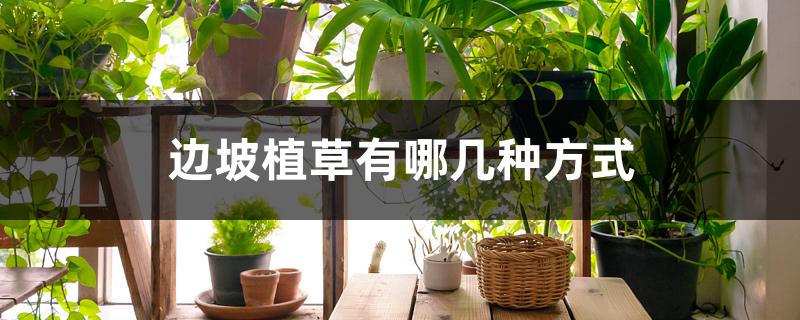 边坡植草有哪几种方式