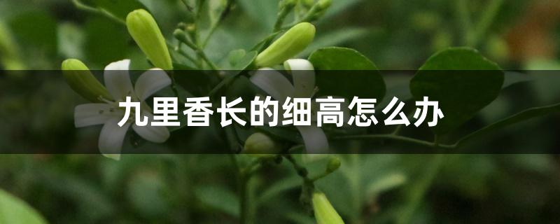 九里香长的细高怎么办