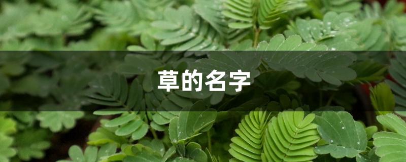 草的名字