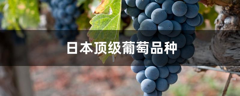 日本顶级葡萄品种