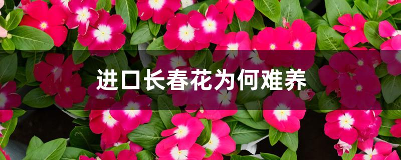 进口长春花为何难养