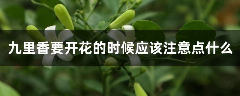 九里香要开花的时候应该注意点什么