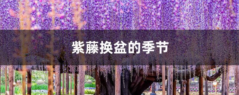 紫藤换盆的季节