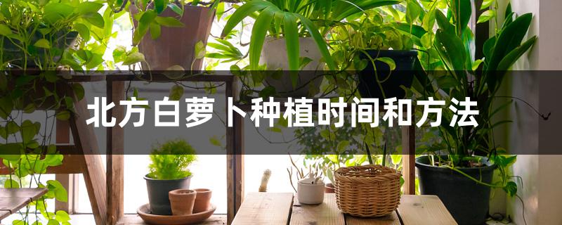 北方白萝卜种植时间和方法