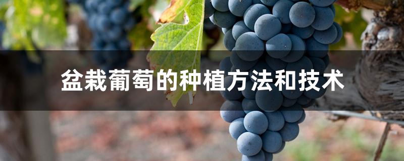 盆栽葡萄的种植方法和技术