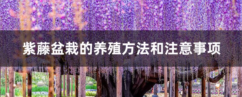 紫藤盆栽的养殖方法和注意事项