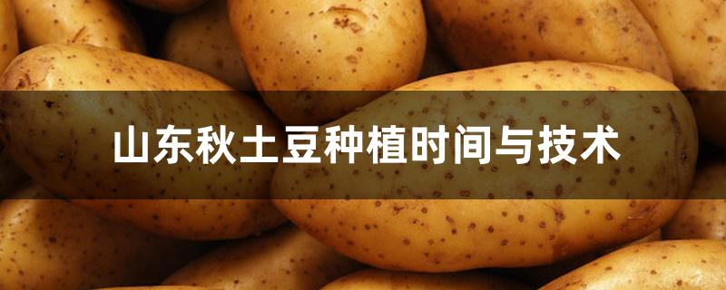 山东秋土豆种植时间与技术