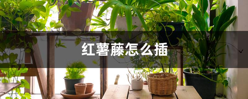 红薯藤怎么插