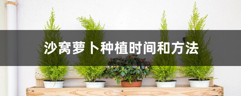 沙窝萝卜种植时间和方法