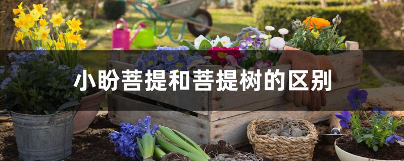 小盼菩提和菩提树的区别