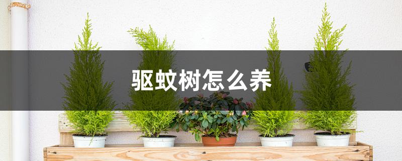 驱蚊树怎么养