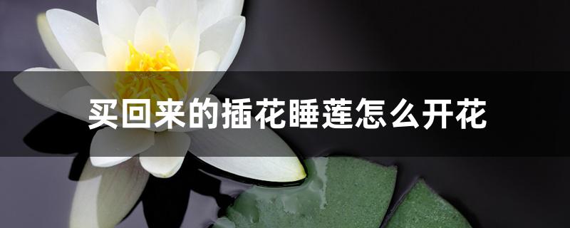 买回来的插花睡莲怎么开花