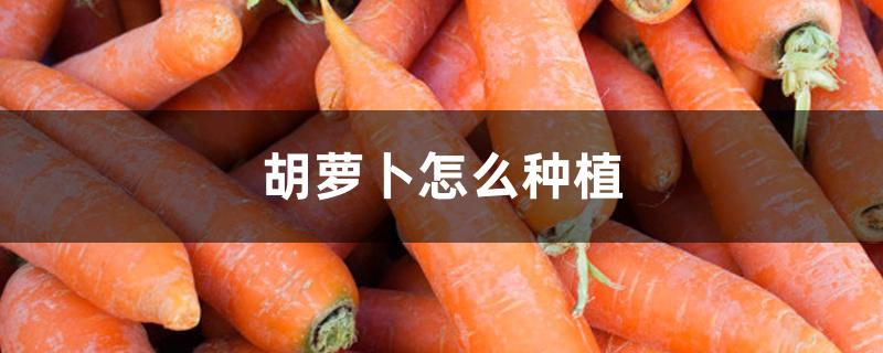胡萝卜怎么种植