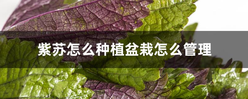 紫苏怎么种植盆栽怎么管理